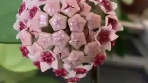 My blooming Hoya 🌸!