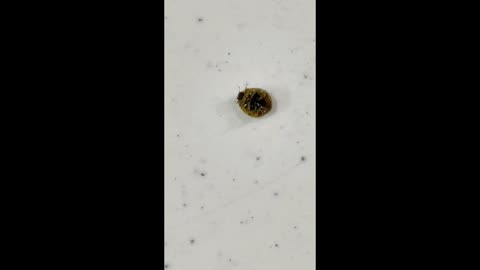 Dying Ladybug