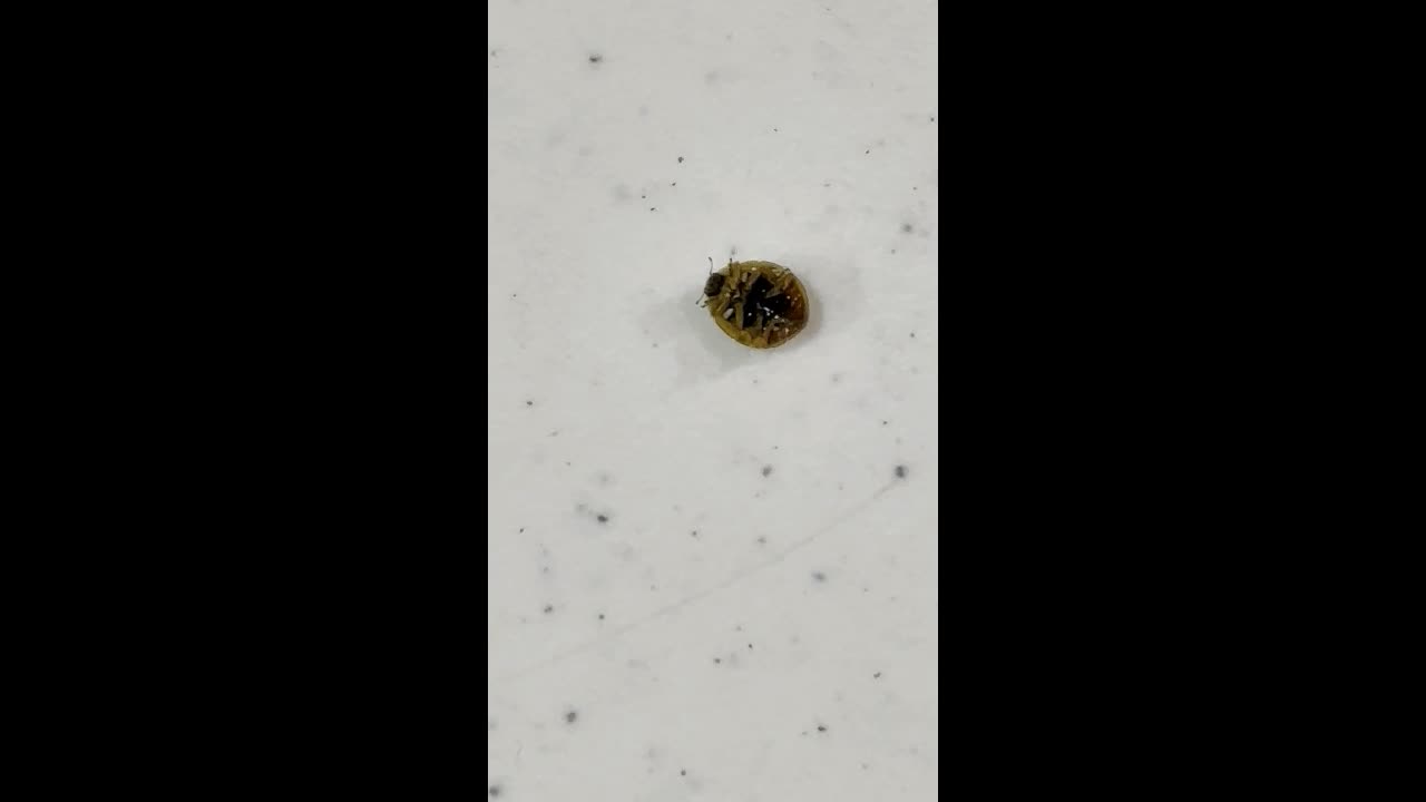 Dying Ladybug