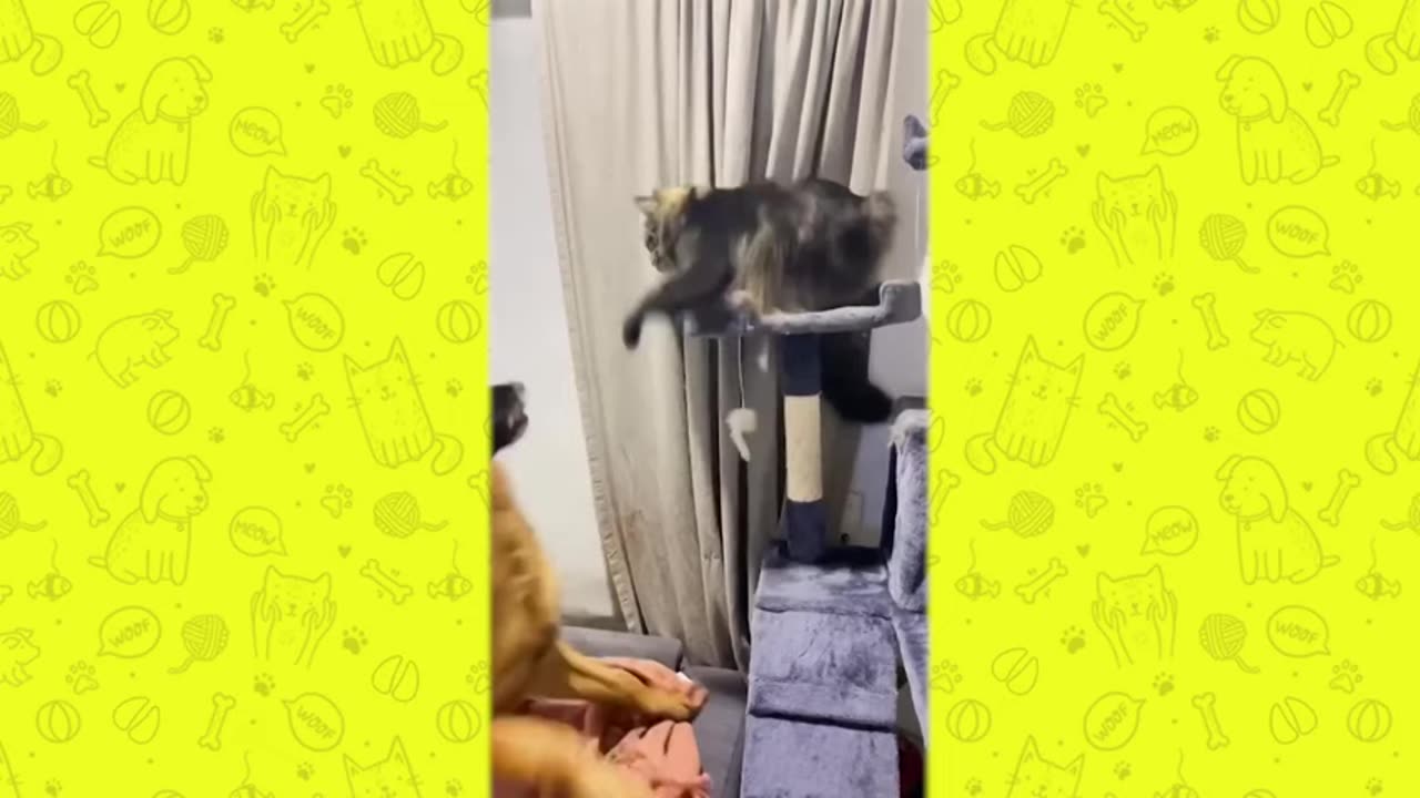 funny animals cat vs dog!