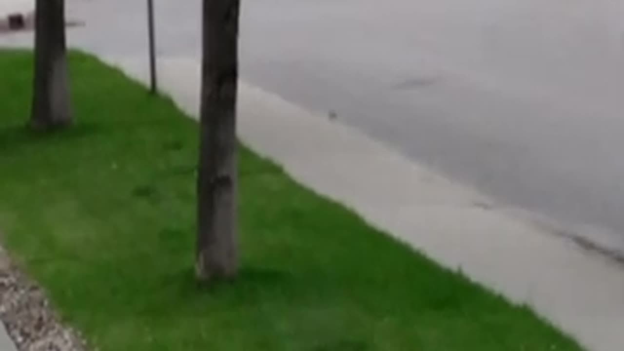 Momento Malum Today Episode 165 Cranberry Genetics