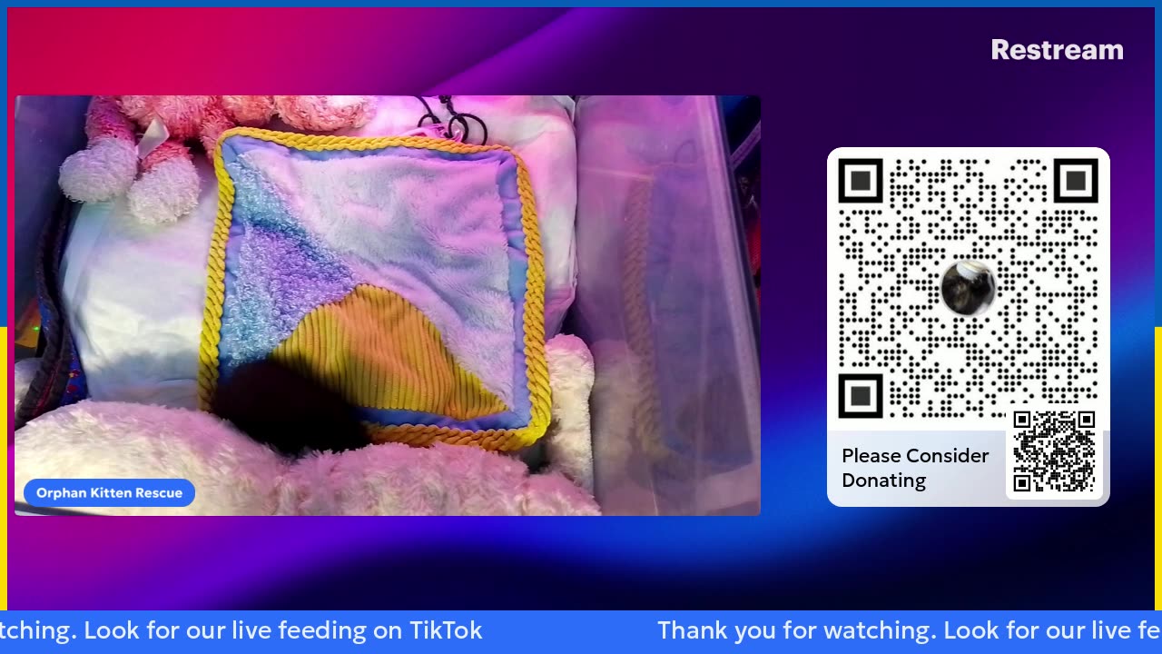 kitten Ninja is live