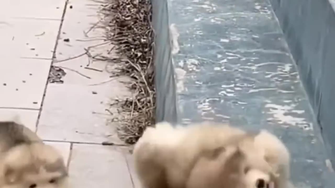 Cute little dog funny..
