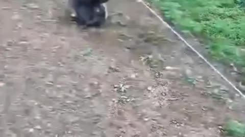 Cats & Pets Being Hilarious—Too Adorable to Handle! 🚀🐾
