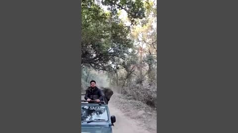 Elephant Charges Tour Group in India