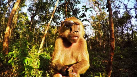 Michael monkey vlogs bay = 1