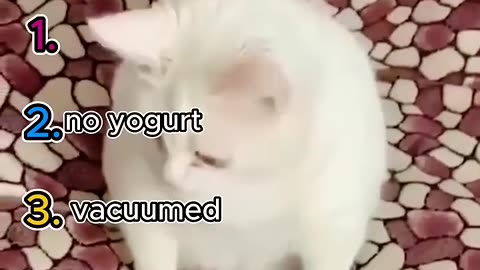 Funny animal videos