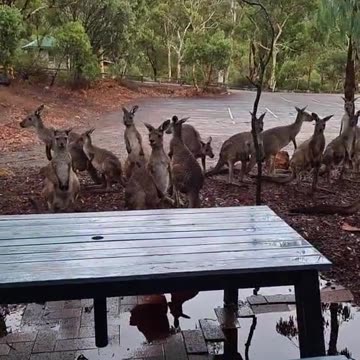 Kangaroo diaries only in Australia 🇦🇺