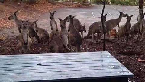 Kangaroo diaries only in Australia ๐ฆ๐บ