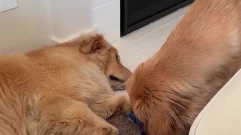 🤓💡 These Animals Are INSANELY Intelligent! | FunFM