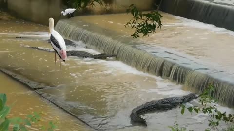10 foot fishing crocs of Koravak Weva || Yala Nati