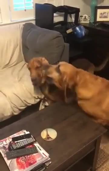 They must be Siblings...