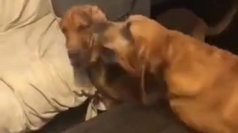 They must be Siblings...