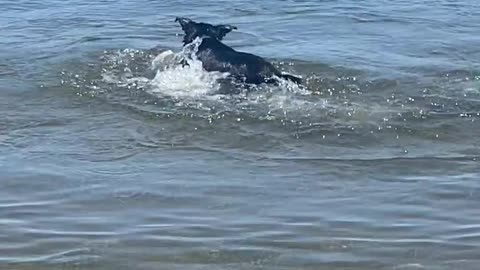 😂💦 Dog vs. Water: No Winner Yet! | FunFM