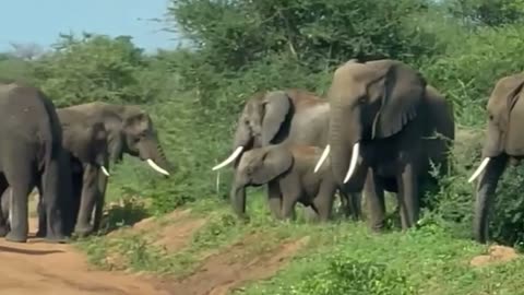 My safari experience with elephants