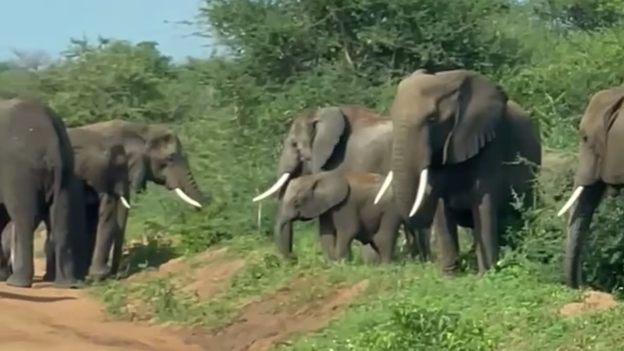 My safari experience with elephants