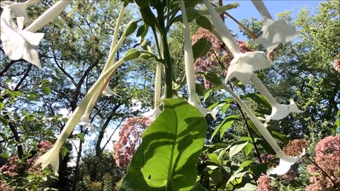 Hummingbird Garden Nicotiana sylvestris Sept 2022