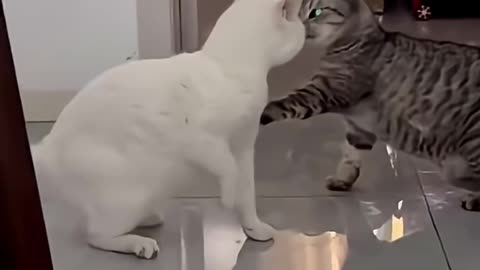 cats
