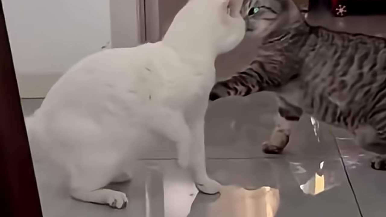 cats