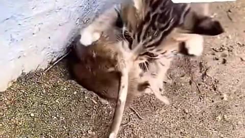 KITTENS HUNTING PREY