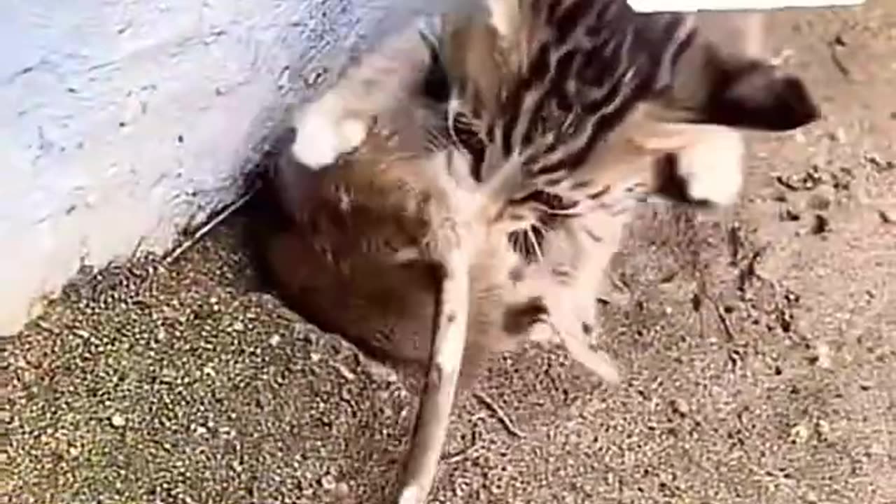 KITTENS HUNTING PREY