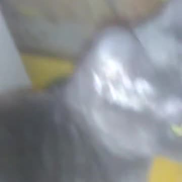 Almost at 400 here's a video of windigo my kitty