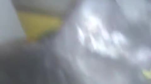 Almost at 400 here's a video of windigo my kitty
