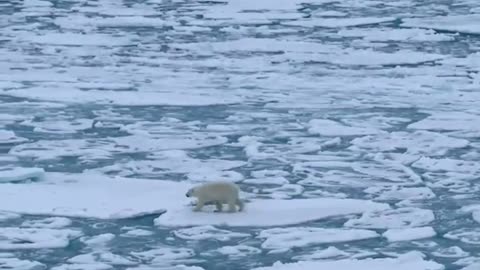 Alone on Ice: A Polar Journey 🐻‍❄️🌊