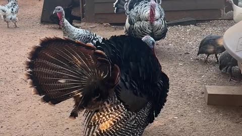 This town isn't big enough for the two of us!!!!