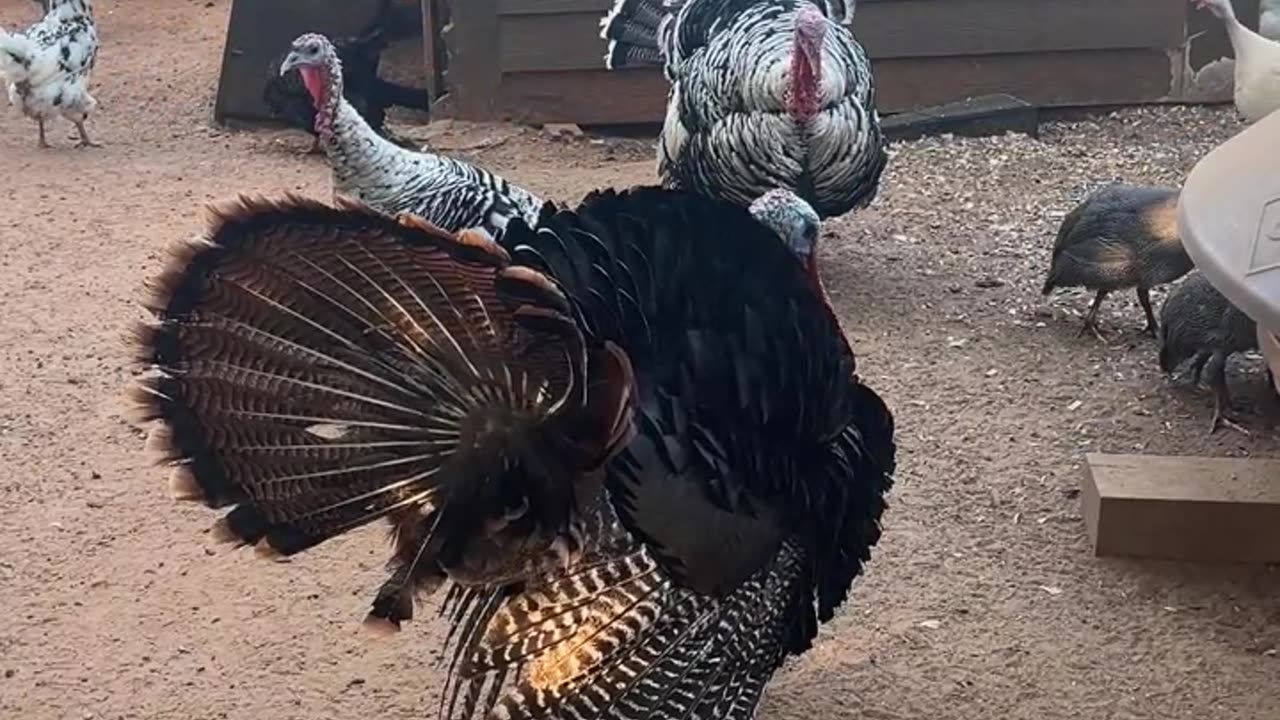 This town isn't big enough for the two of us!!!!