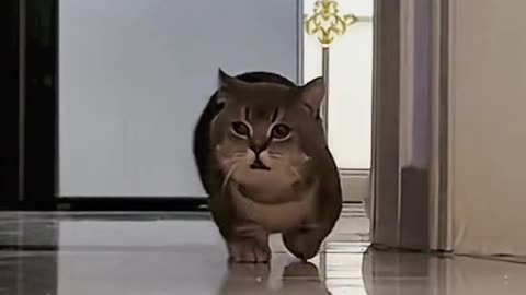 Cat emotion sad video, foryou , motivation, goviral