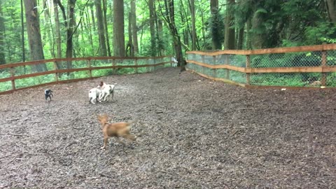 first day dog park 2