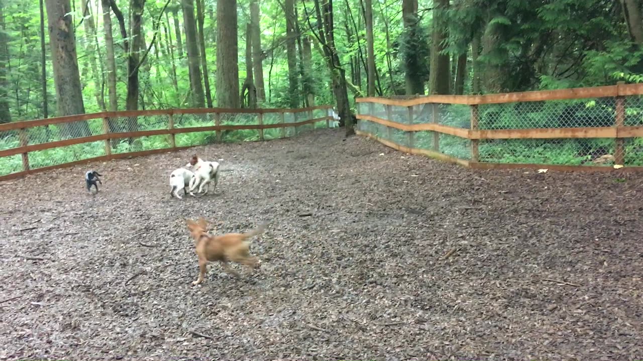 first day dog park 2