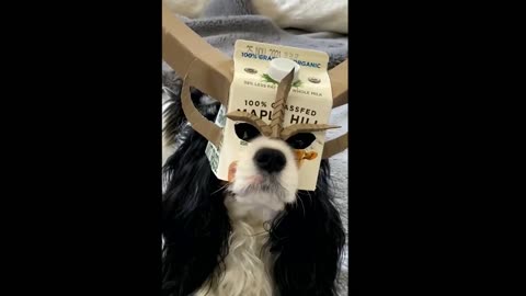 Funniest Animal Memes & Cute Pet Moments – Hilarious Cats & Dogs Compilation! 😂