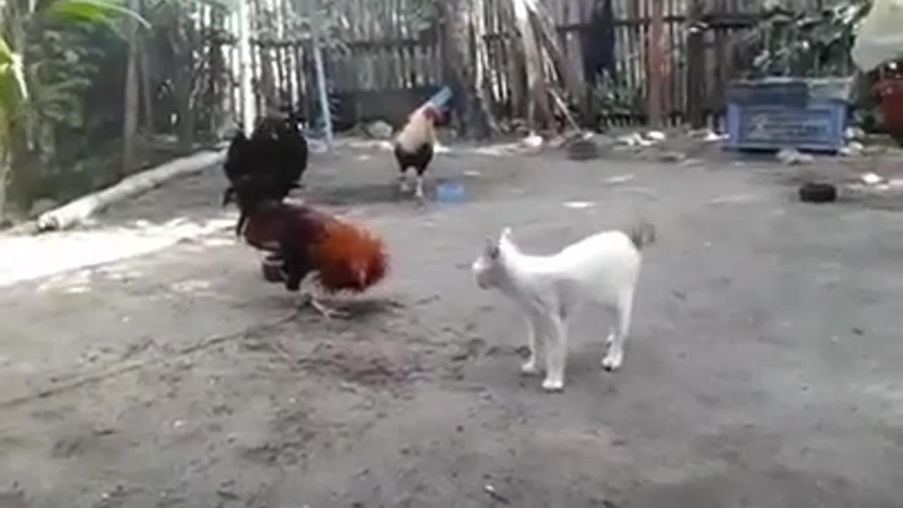 Cock Vs Cat