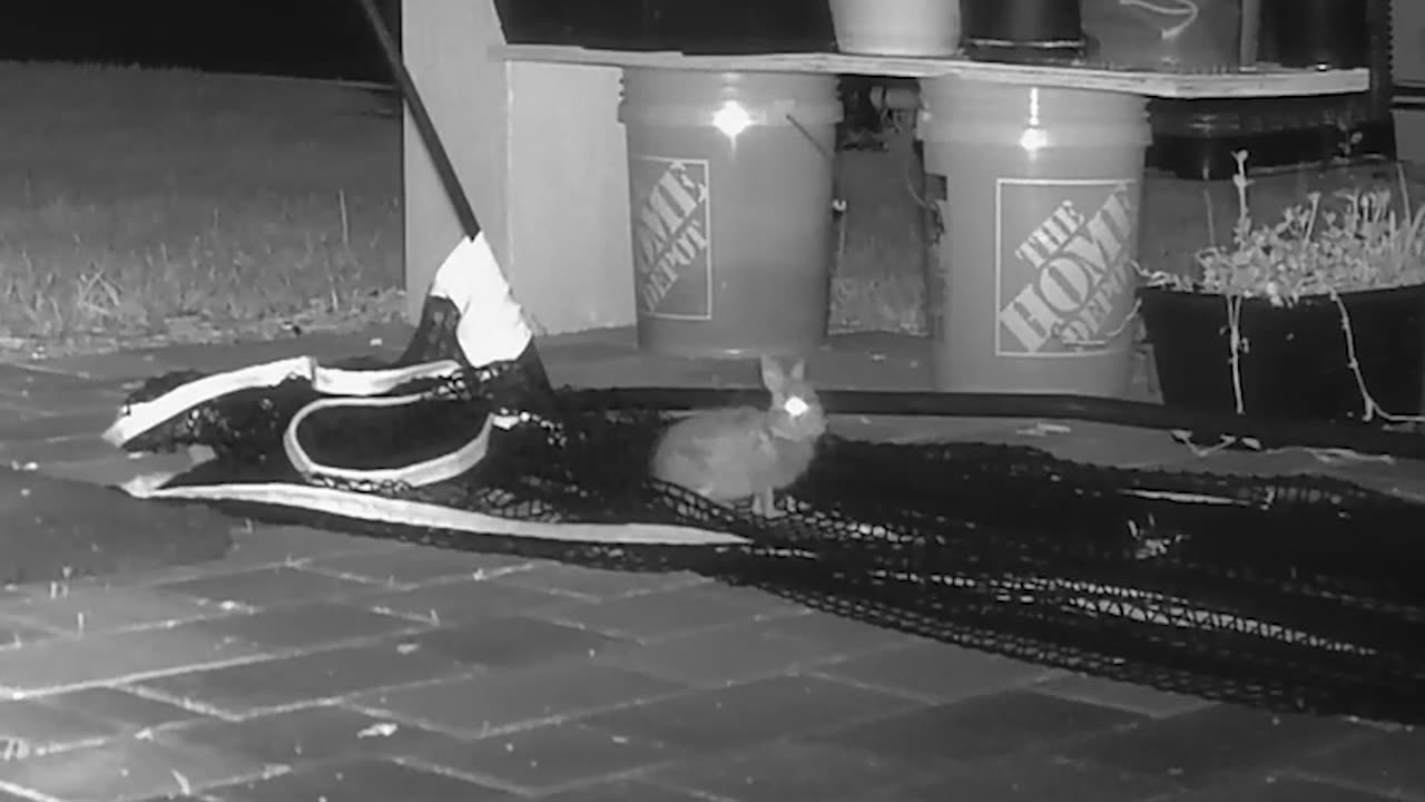 Baby rabbit 5-31-2025