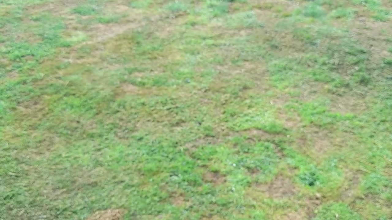 hen