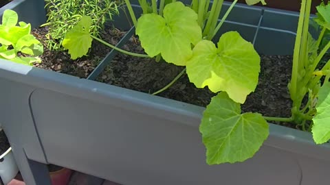 Baby organic squash with Eden's LivingTV