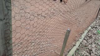 Taking care of the chickens. She put herself up.