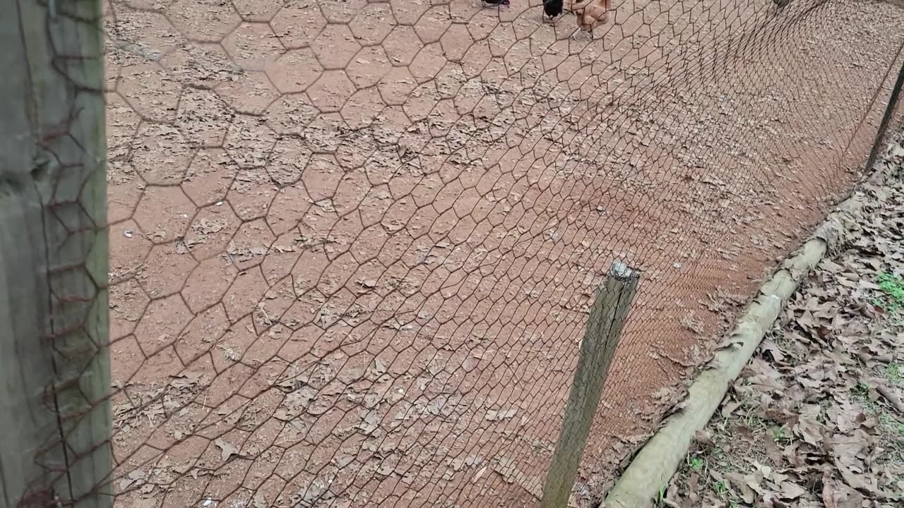 Taking care of the chickens. She put herself up.