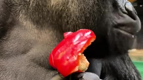 🧠✨ You Won't Believe How This Gorilla Eats Veggies! | FeedMyCuriosity
