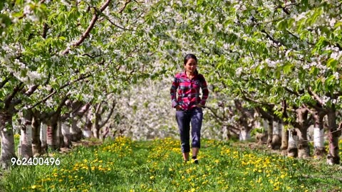 Walking in Cherry Orchard 2