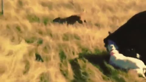 Dogo on bull