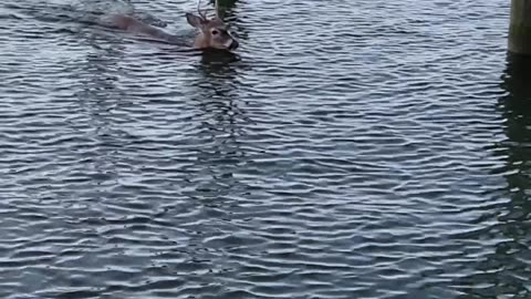 Deer Spotted Swimming in a Marina