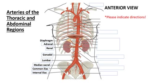 Practice identifying Arteries of body