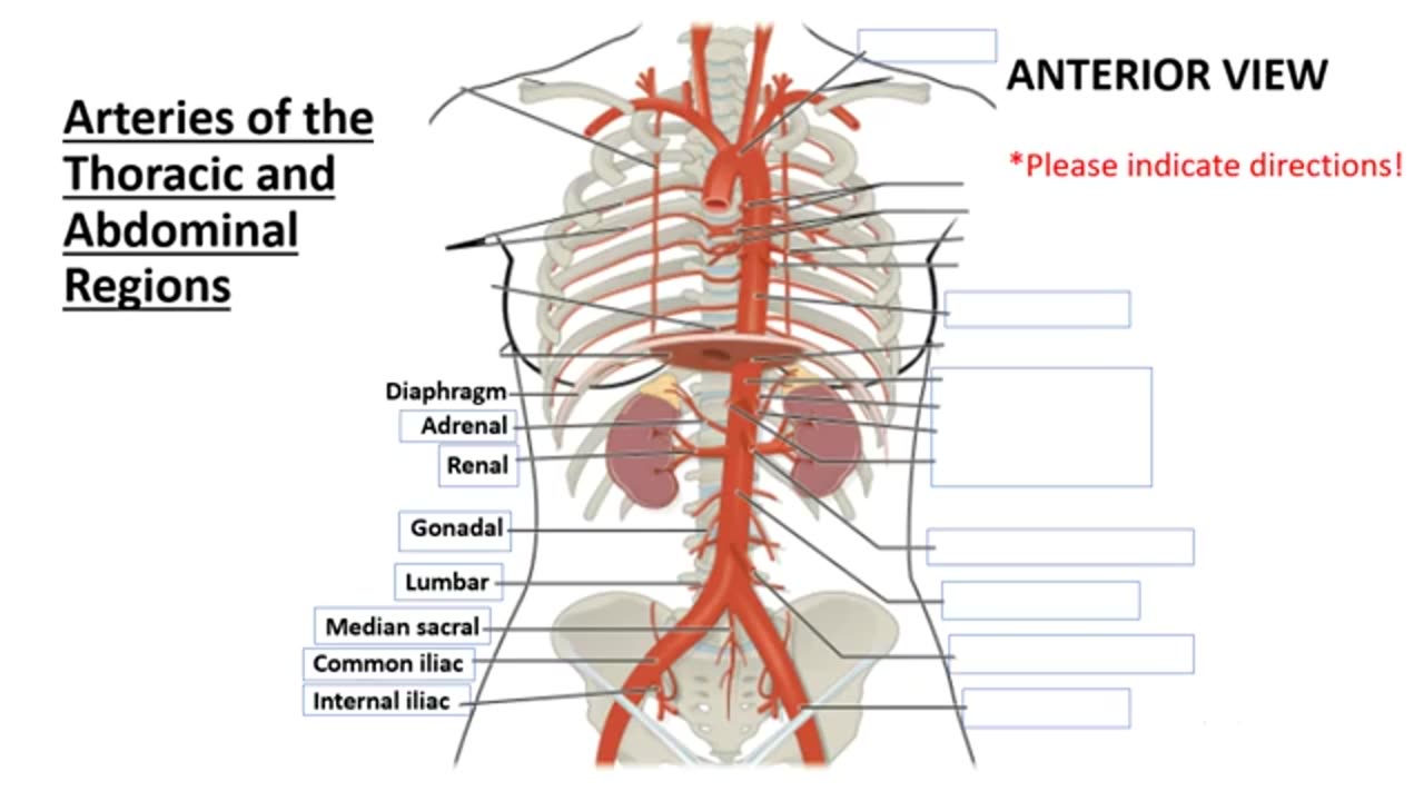 Practice identifying Arteries of body