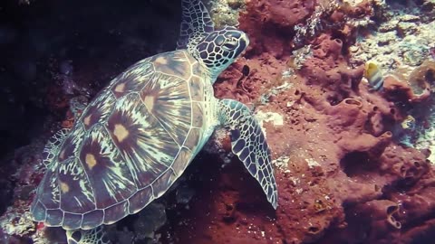 amazing 4k underwater sea