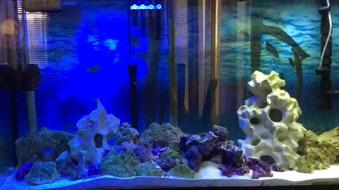 Time-lapse Saltwater Tank Part 2