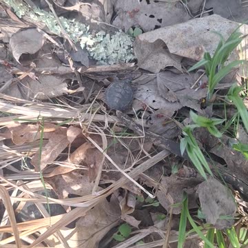 Another rescue and release of a baby painted turtle in the woods