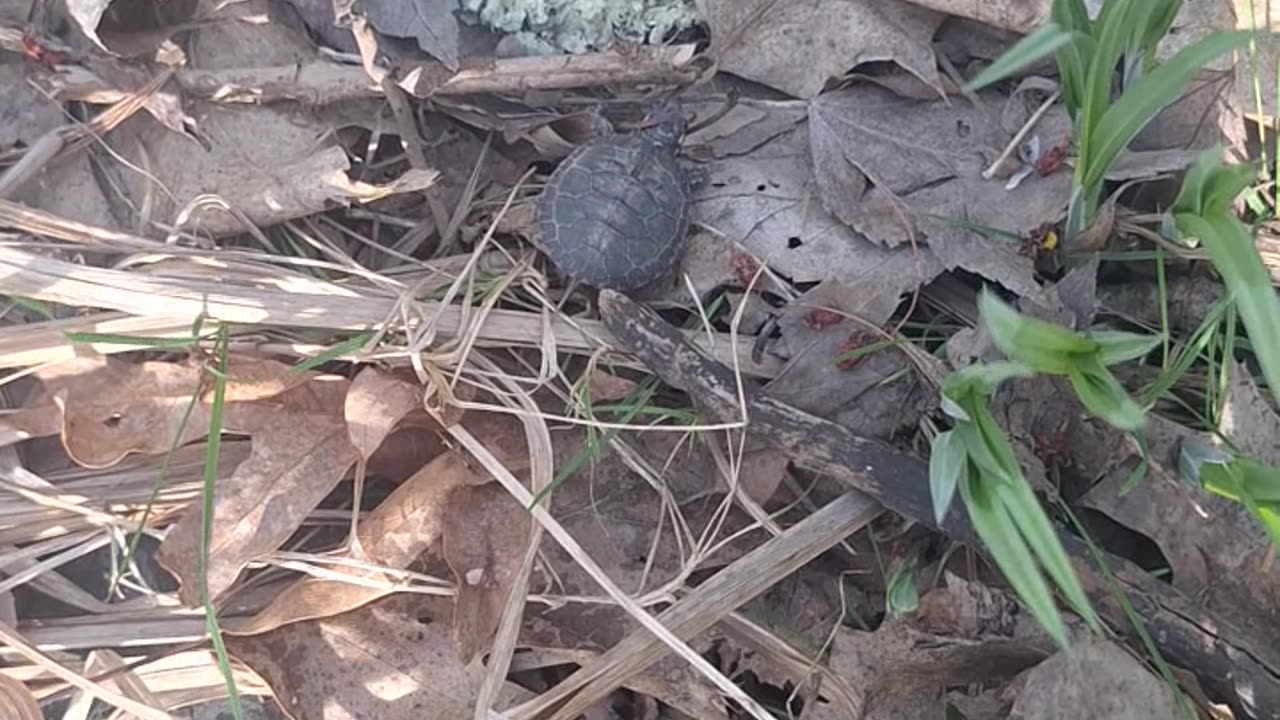 Another rescue and release of a baby painted turtle in the woods